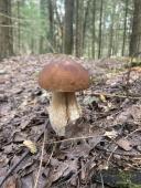 Белый гриб в еловом лесу