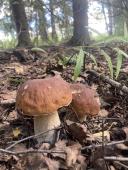 Два белых гриба