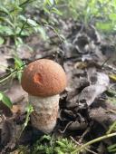 Маленький подосиновик