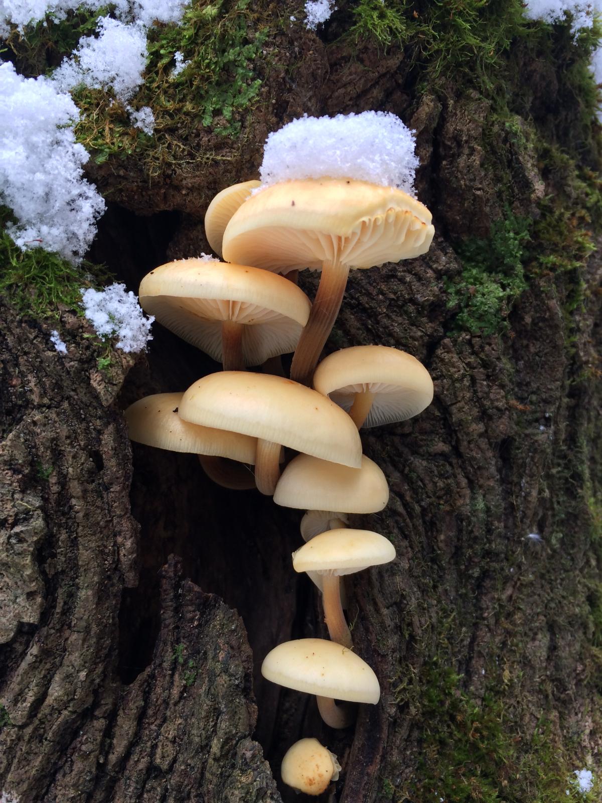 Опята готовятся к зиме