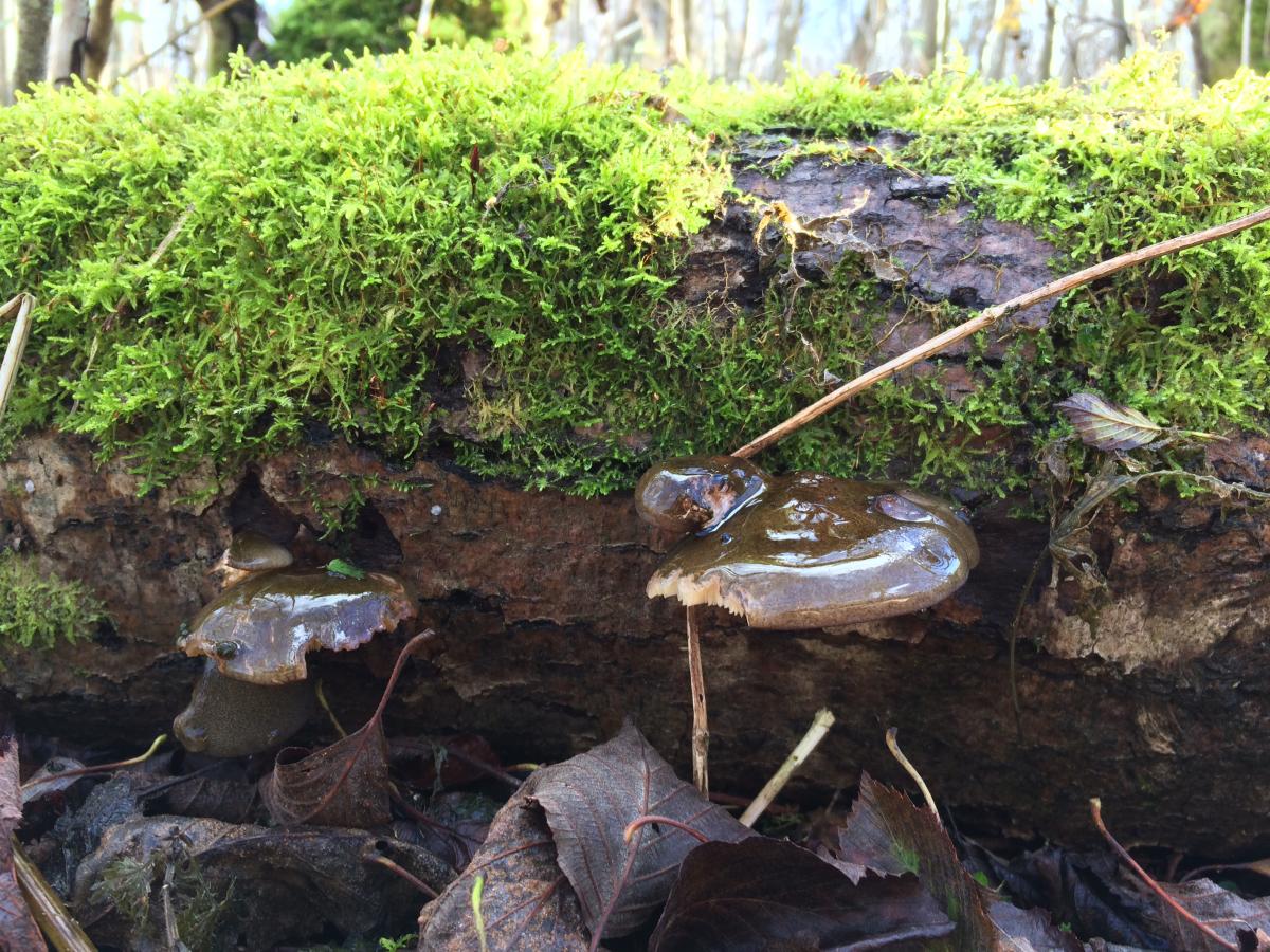 Осенние вешенки на упавшей ольхе