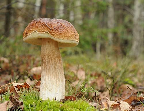 Белый гриб берёзовый (Boletus betulicola) - фото 2