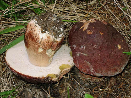 Белый гриб сосновый (боровой) (Boletus pinophilus) - фото 3