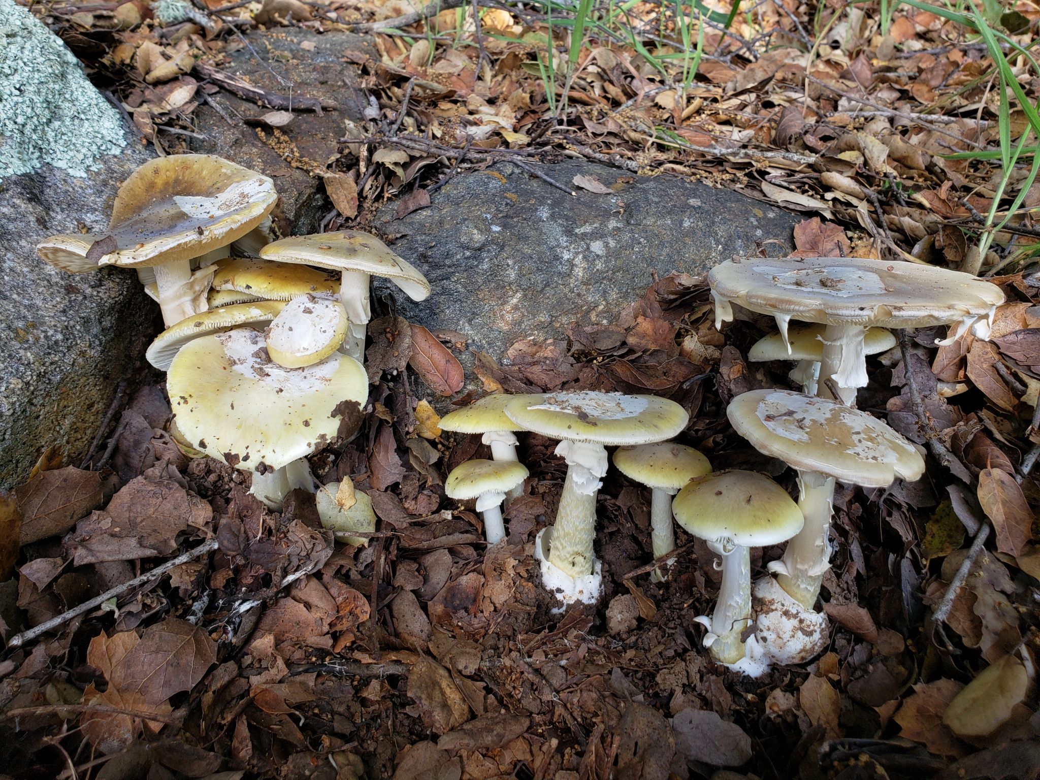 Бледная поганка (Amanita phalloides) - фото 11