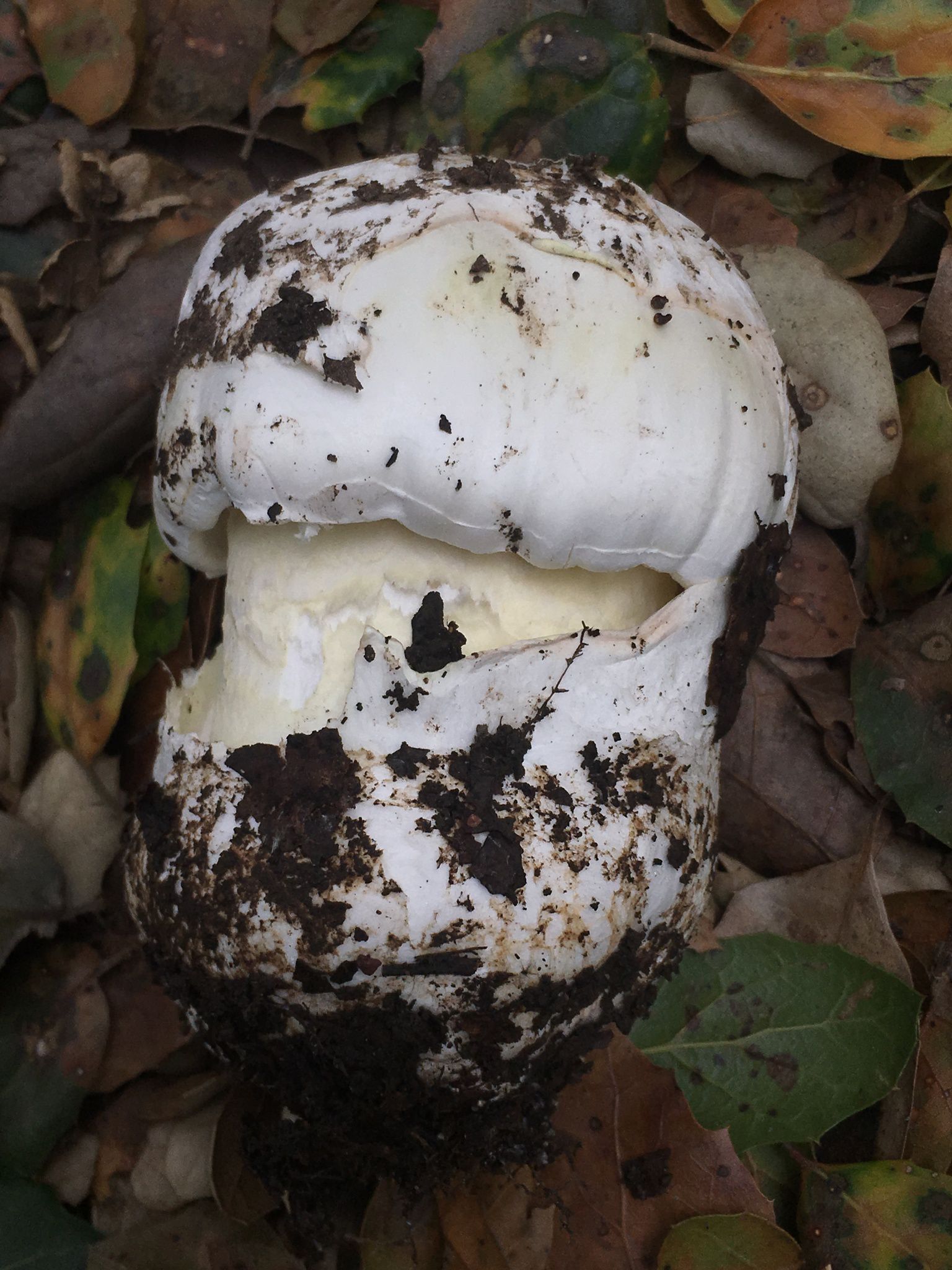 Бледная поганка (Amanita phalloides) - фото 6