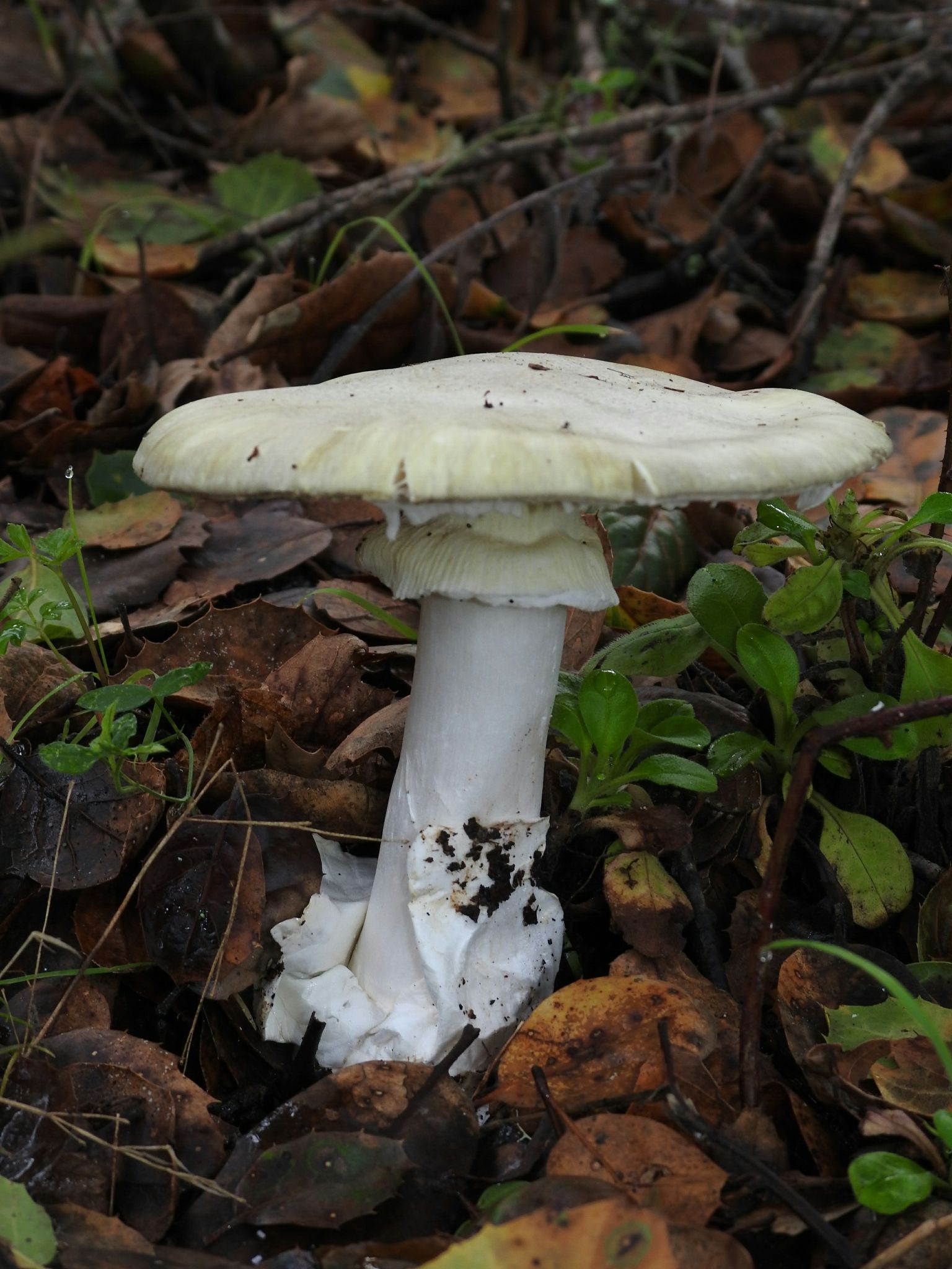 Бледная поганка (Amanita phalloides) - фото 7