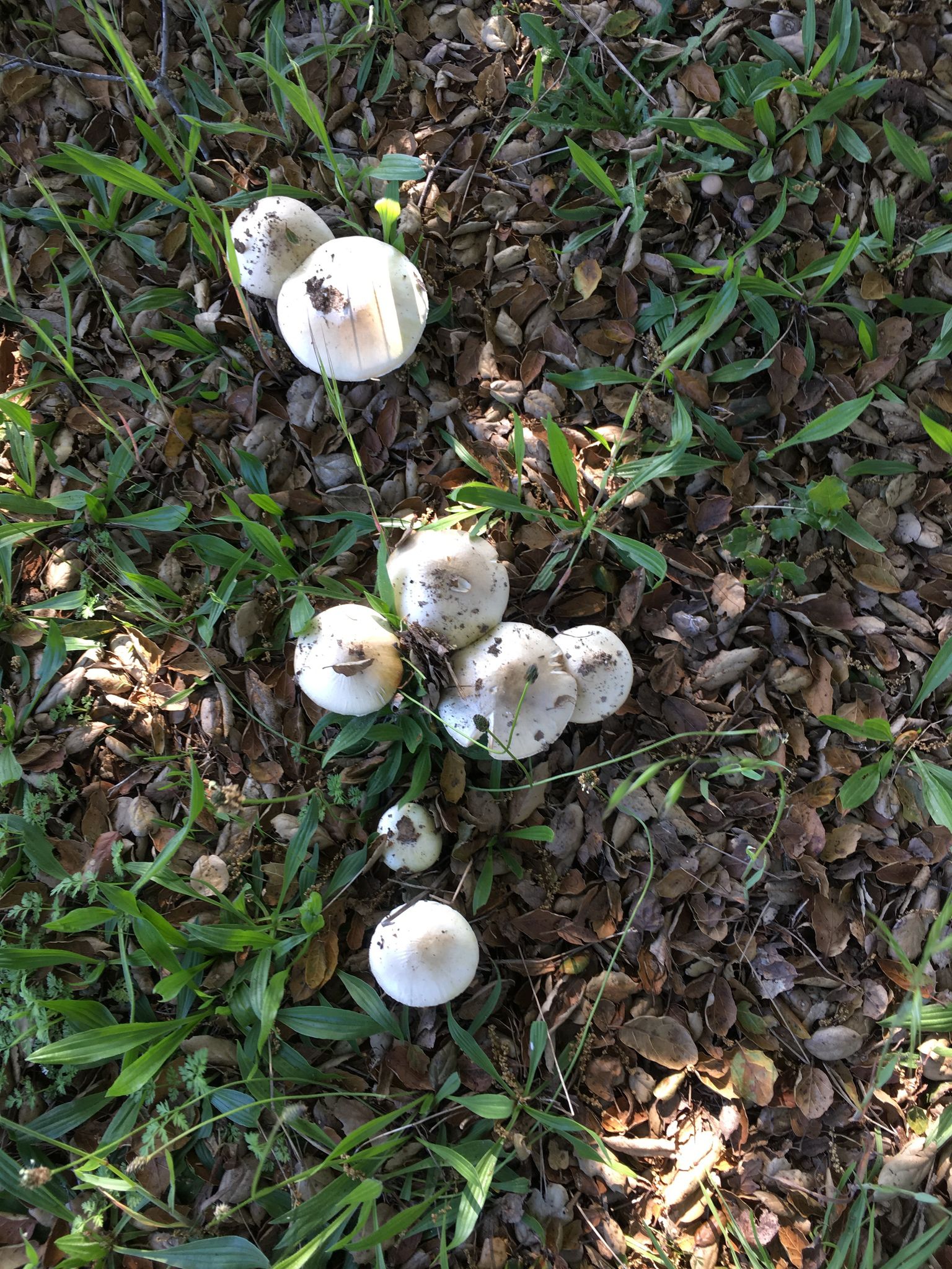 Бледная поганка (Amanita phalloides) - фото 10