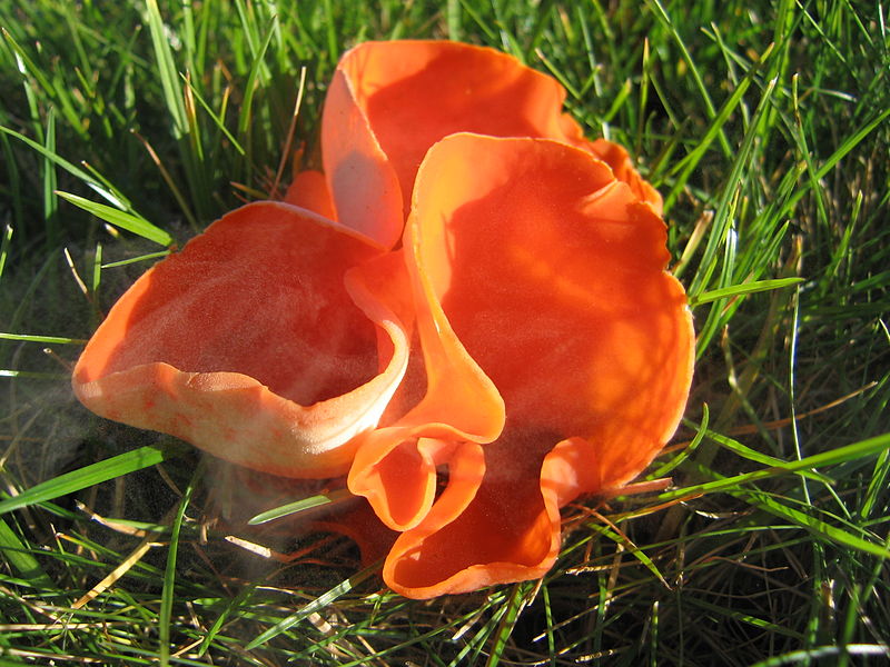 Блюдцевик розово-красный. Алеврия оранжевая (Aleuria aurantia)