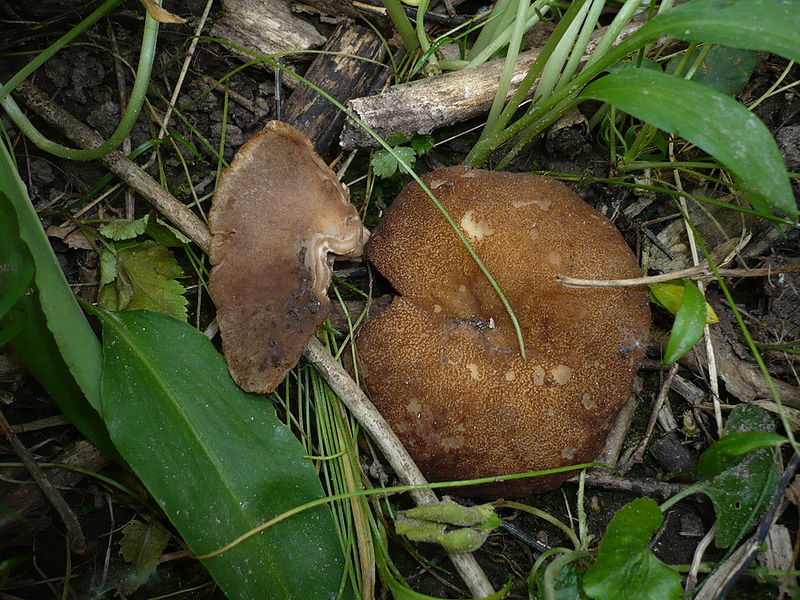 Блюдцевик жилковатый. Дисцина жилковатая (Disciotis venosa)