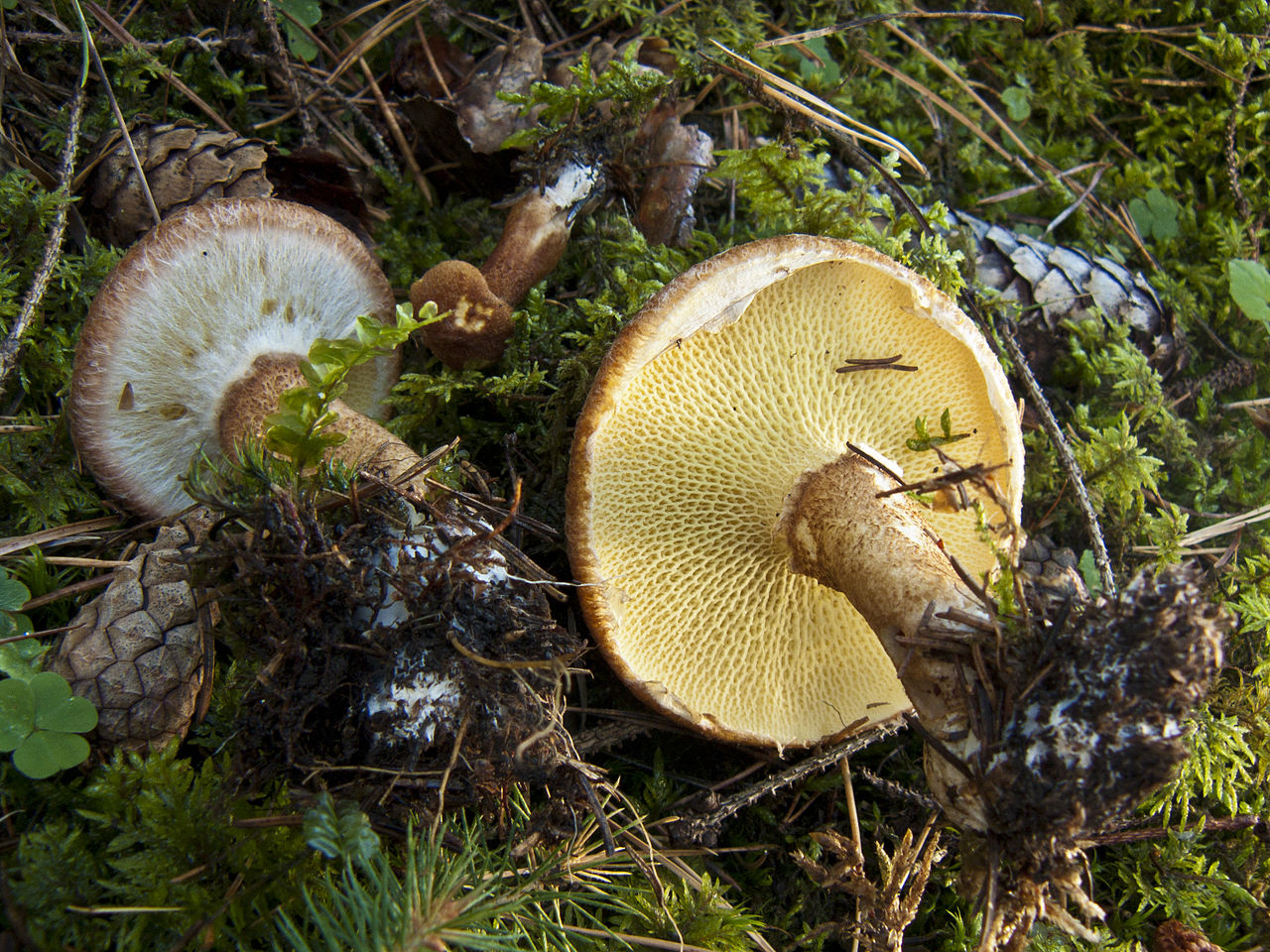 Болетинус полоножковый (Boletinus cavipes) - фото 3