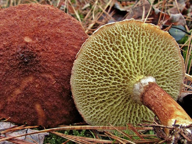 Болетинус полоножковый (Boletinus cavipes) - фото 4