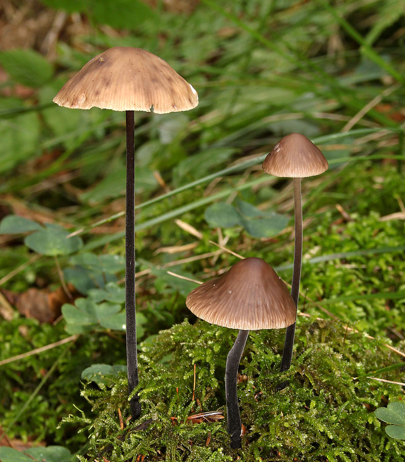 Чесночник большой (Marasmius alliaceus) - фото 2