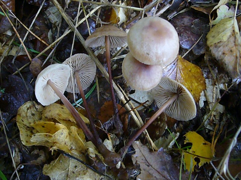 Чесночник дубовый (Marasmius prasiosmus) - фото 2