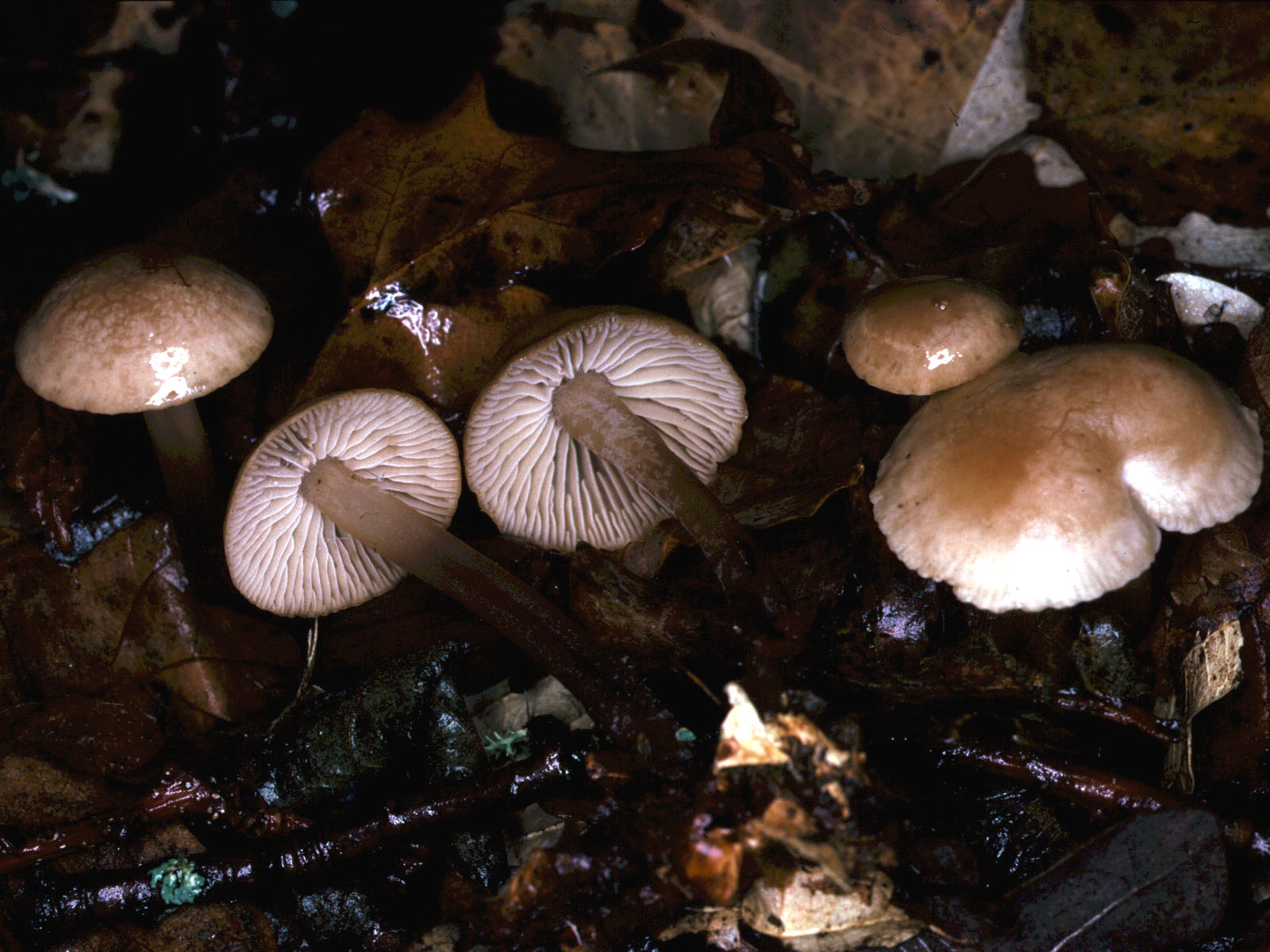Чесночник дубовый (Marasmius prasiosmus) - фото 3