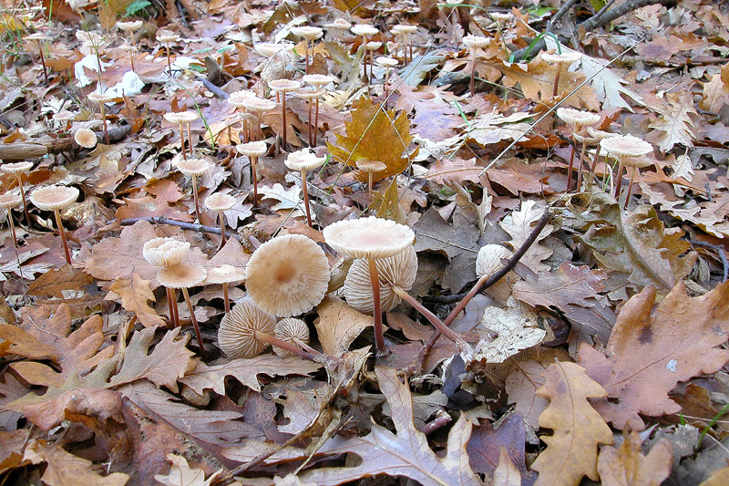 Чесночник дубовый (Marasmius prasiosmus) - фото 5