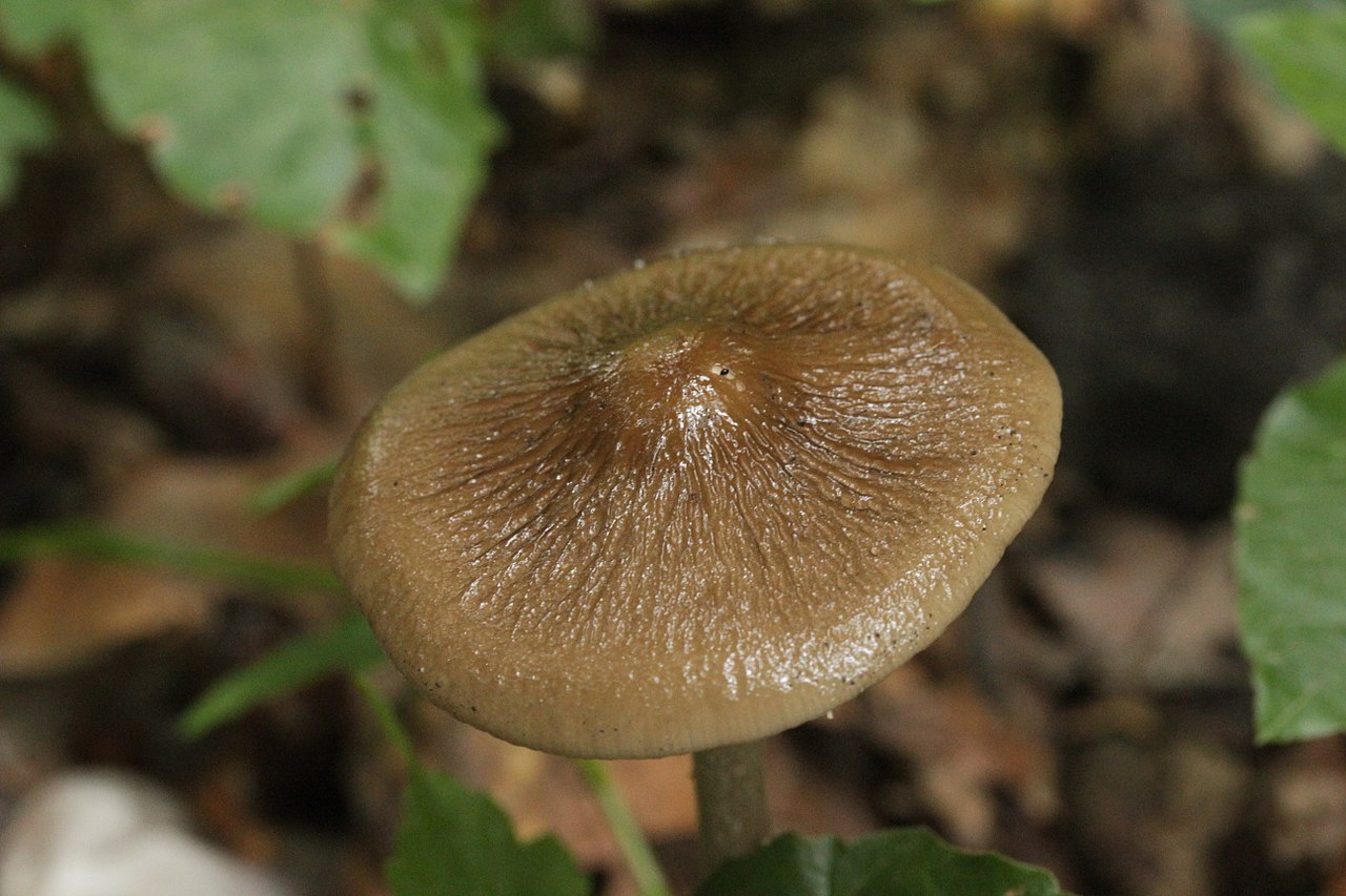 Денежка корневая (Oudemansiella radicata) - фото 2