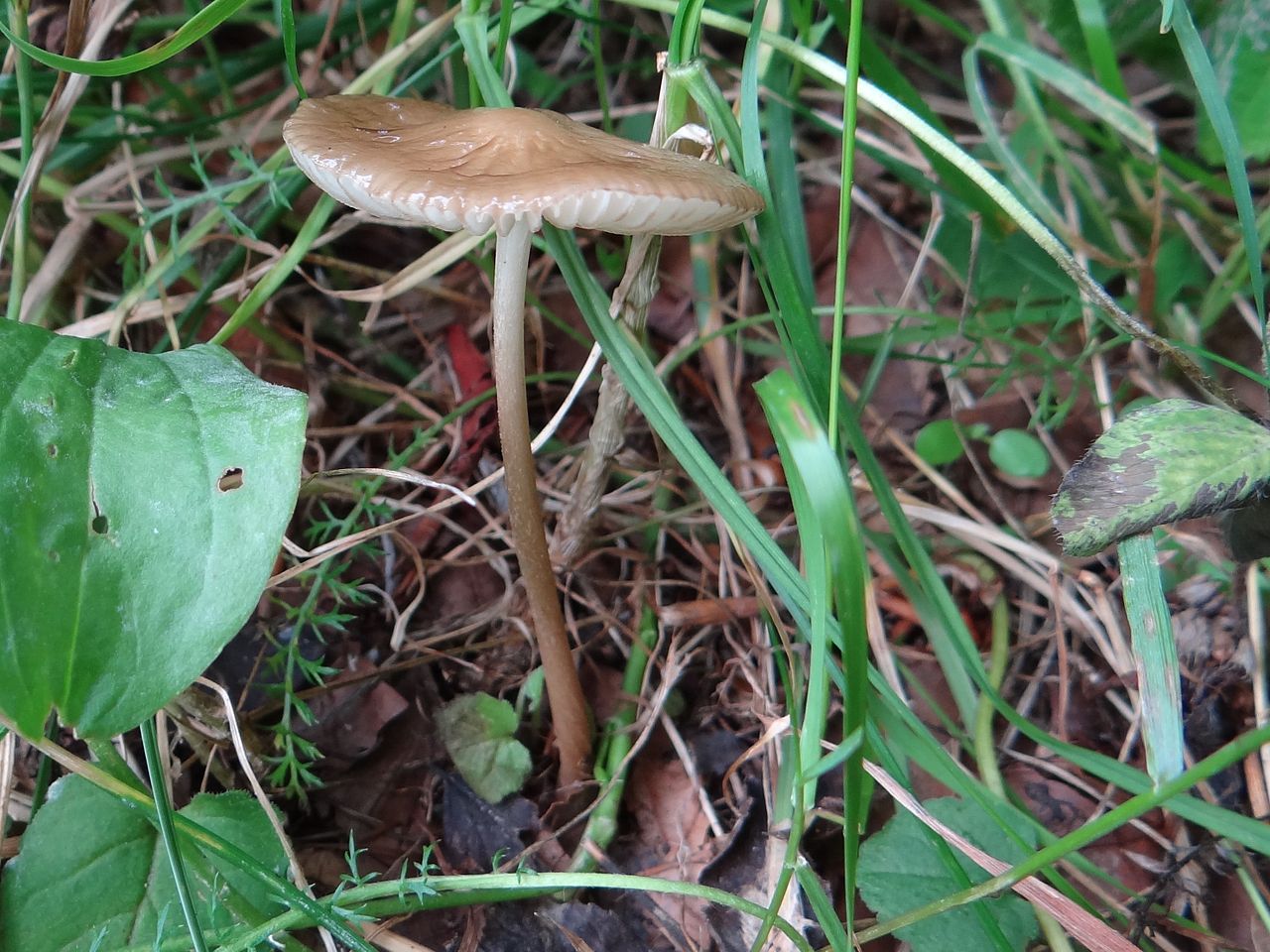 Денежка корневая (Oudemansiella radicata) - фото 5