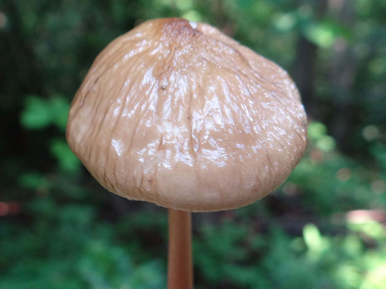 Денежка корневая (Oudemansiella radicata) - фото 6