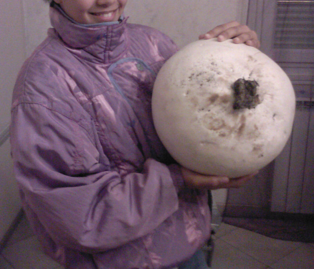 Дождевик гигантский. Лангерманния гигантская (Calvatia gigantea) - фото 8