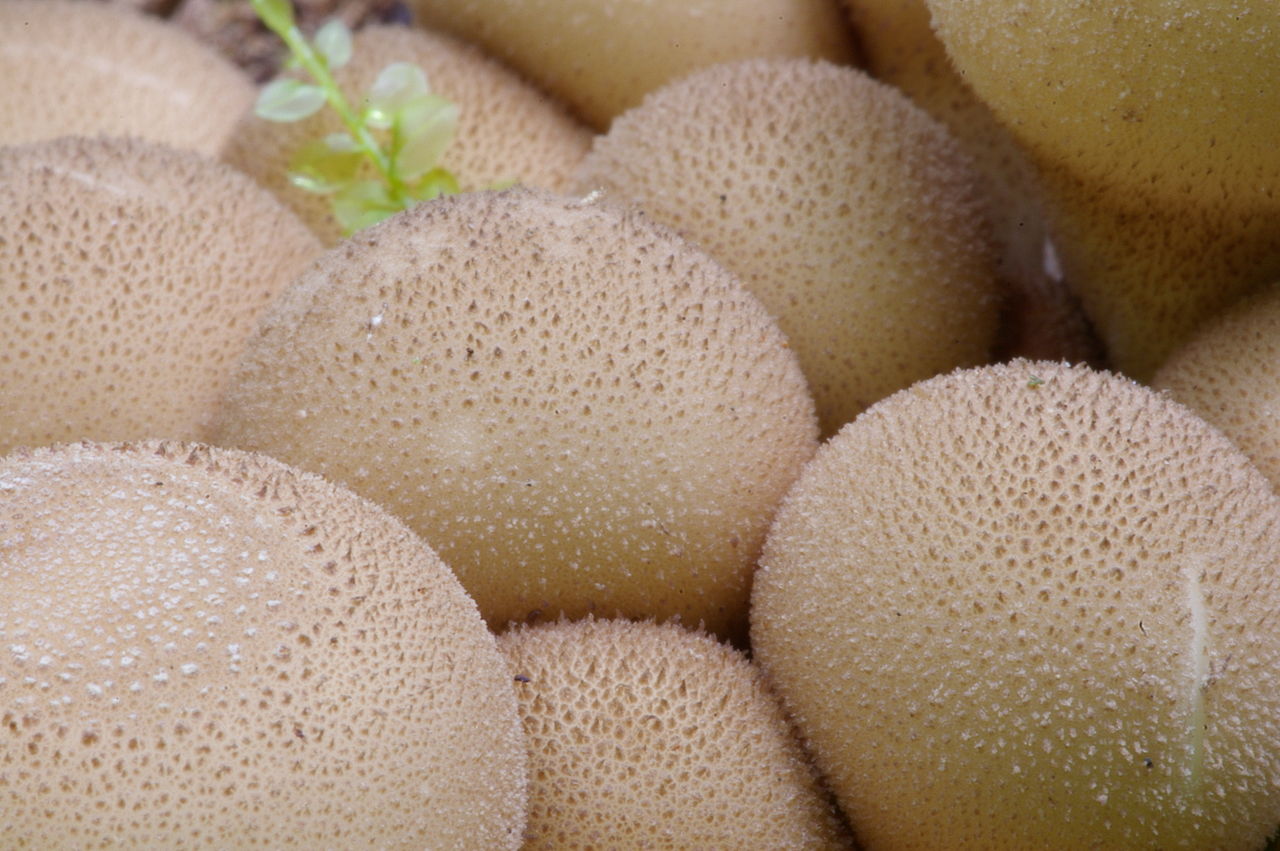 Дождевик грушевидный (Lycoperdon pyriforme) - фото 3