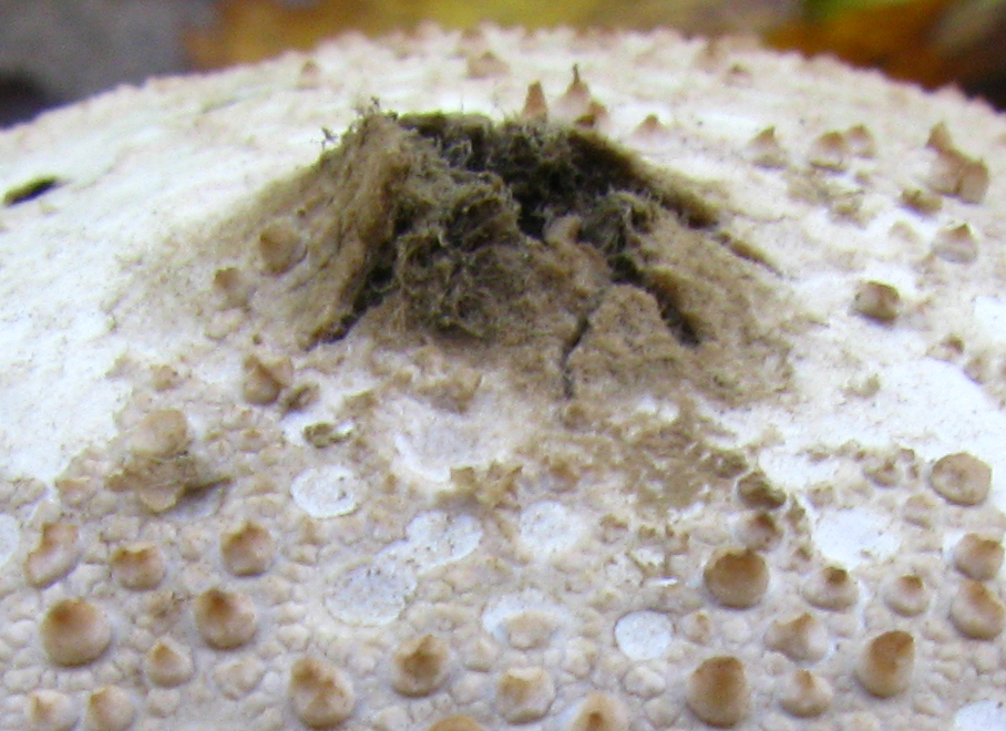 Дождевик жемчужный (Lycoperdon perlatum) - фото 7