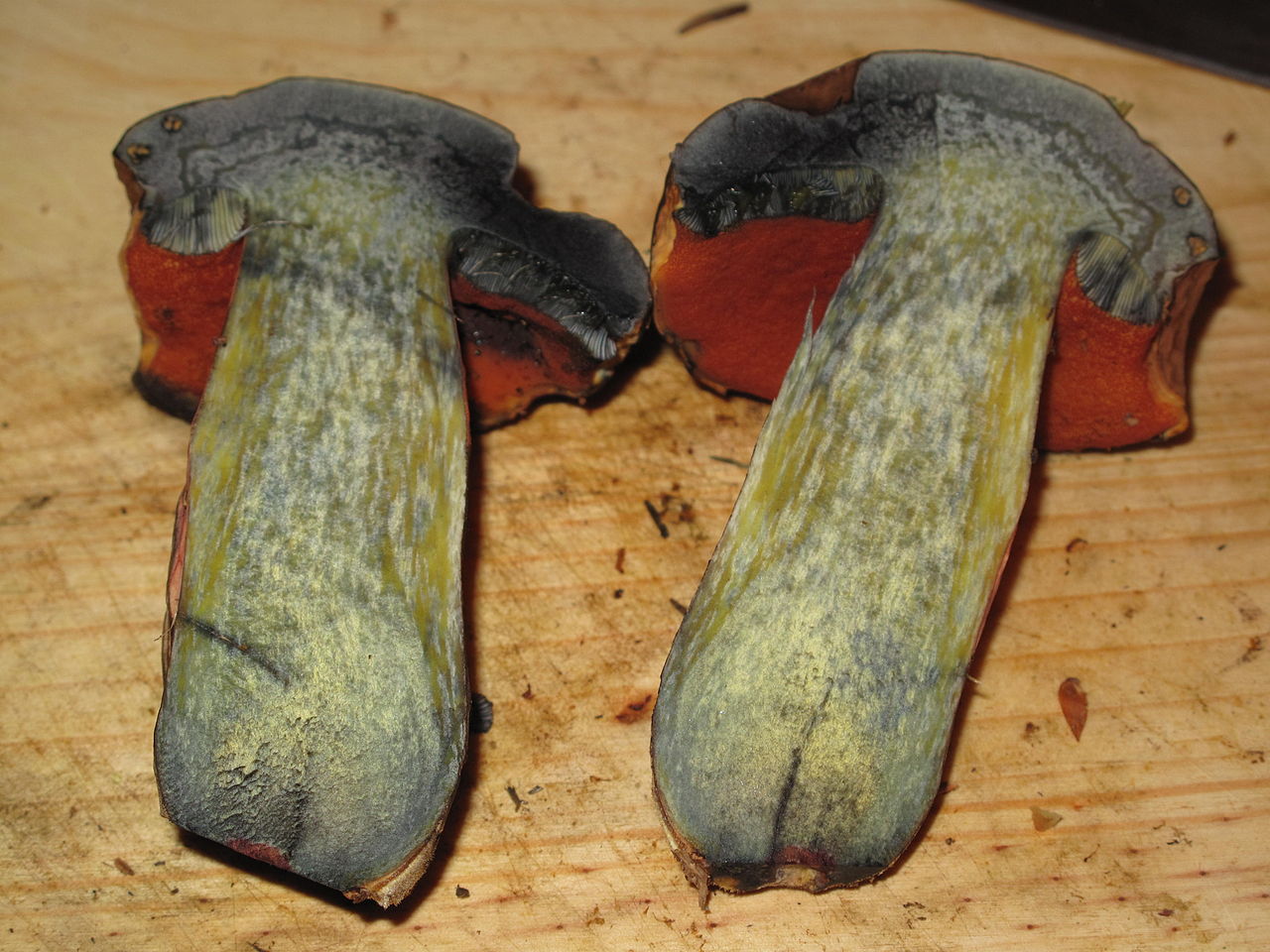 Дубовик крапчатый (Boletus erythropus) - фото 4