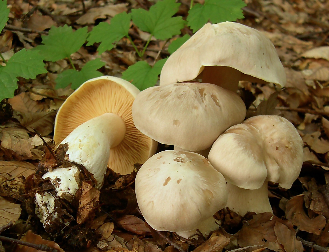 Энтолома ядовитая. Розовопластинник ядовитый (Entoloma sinuatum) - фото 3