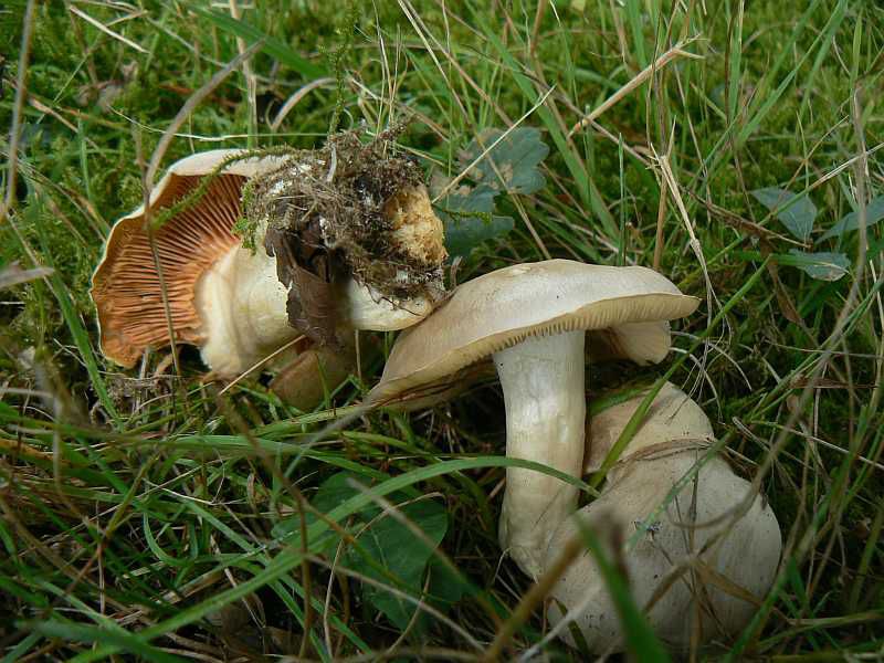 Энтолома ядовитая. Розовопластинник ядовитый (Entoloma sinuatum) - фото 4