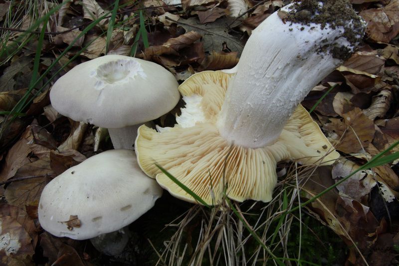 Энтолома ядовитая. Розовопластинник ядовитый (Entoloma sinuatum) - фото 7