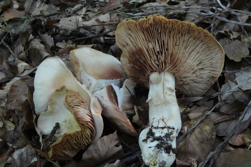Энтолома ядовитая. Розовопластинник ядовитый (Entoloma sinuatum) - фото 8