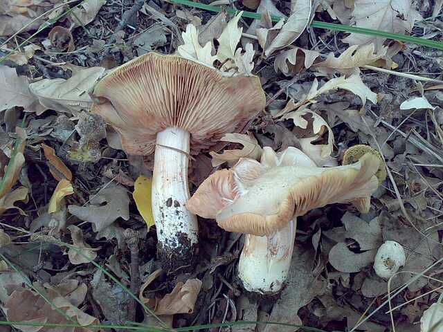 Энтолома ядовитая. Розовопластинник ядовитый (Entoloma sinuatum) - фото 9