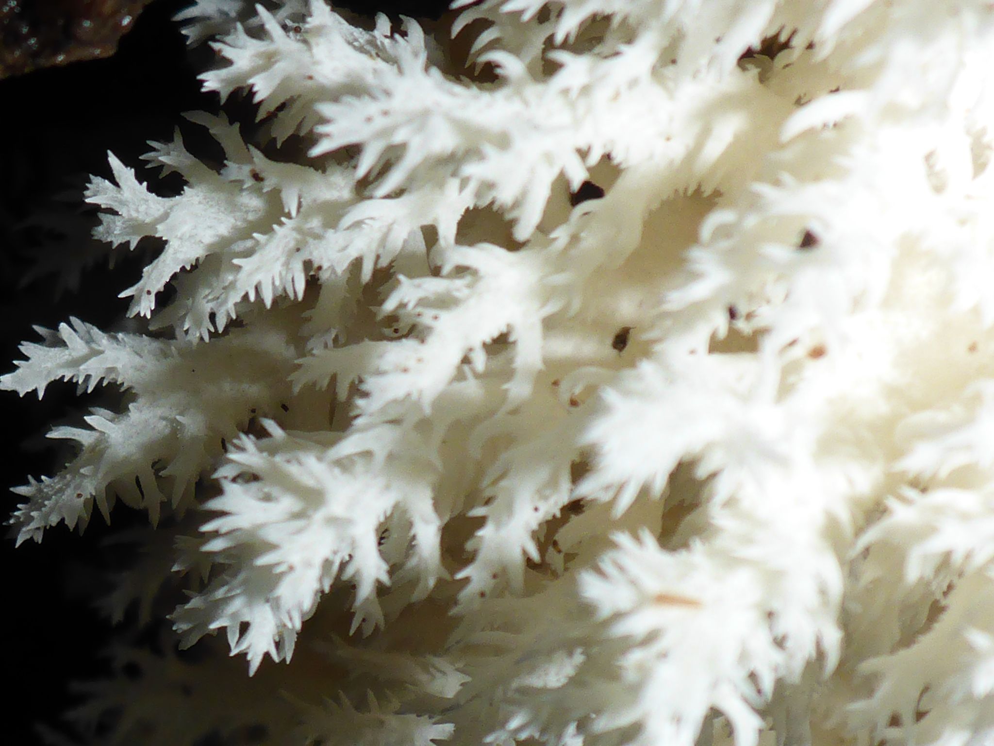 Ежовик коралловидный (Hericium coralloides) - фото 7