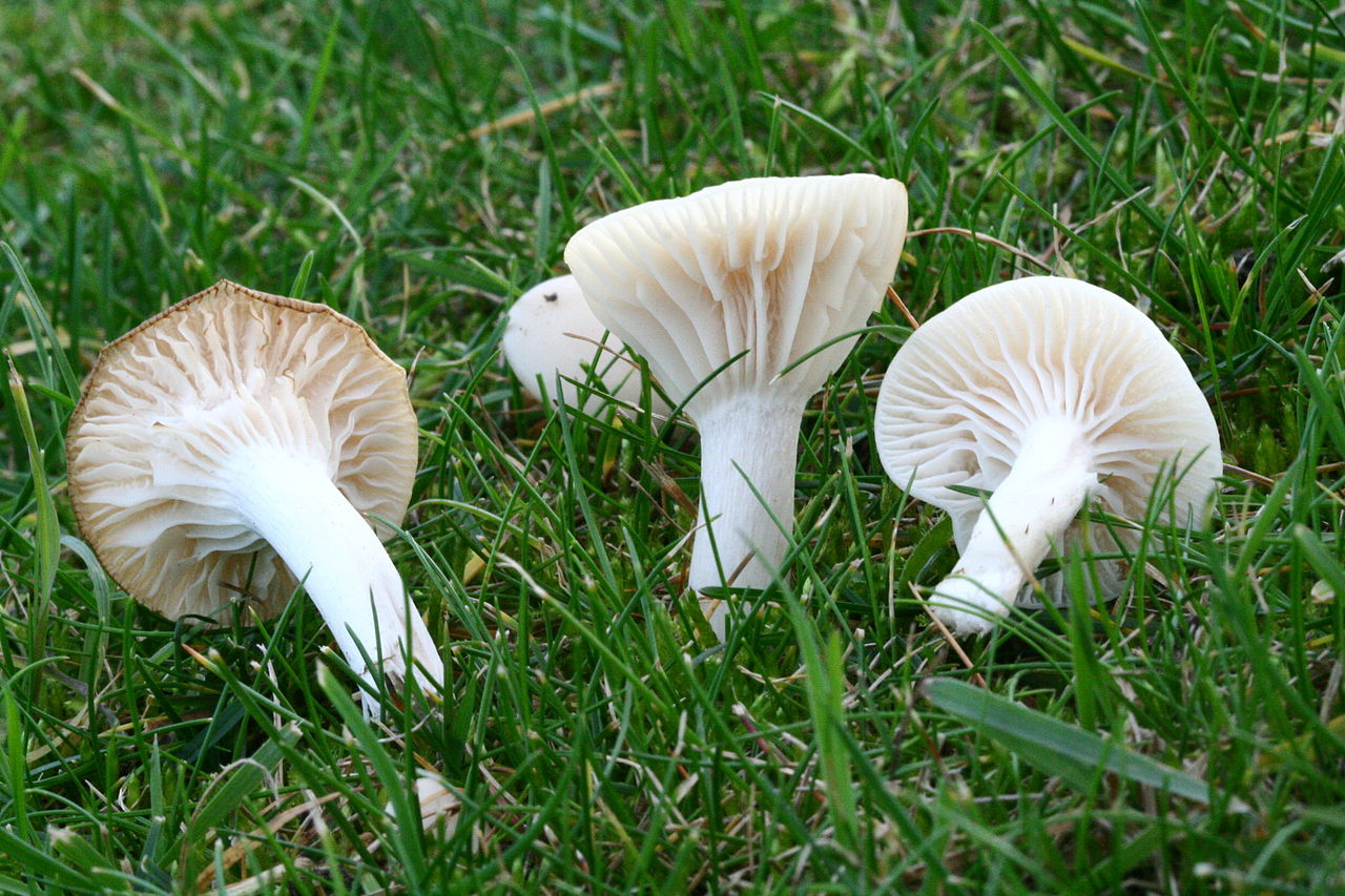 Гигрофор белоснежный (Camarophyllus niveus) - фото 4