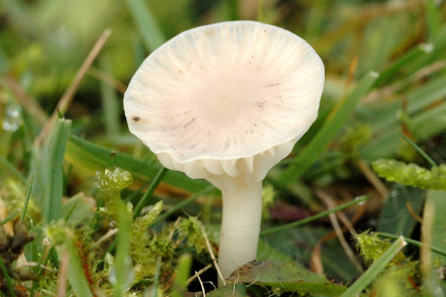 Гигрофор белоснежный (Camarophyllus niveus) - фото 5