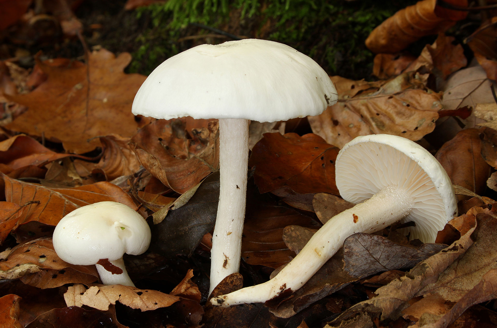 Гигрофор белый (Hygrophorus eburneus) - фото 4