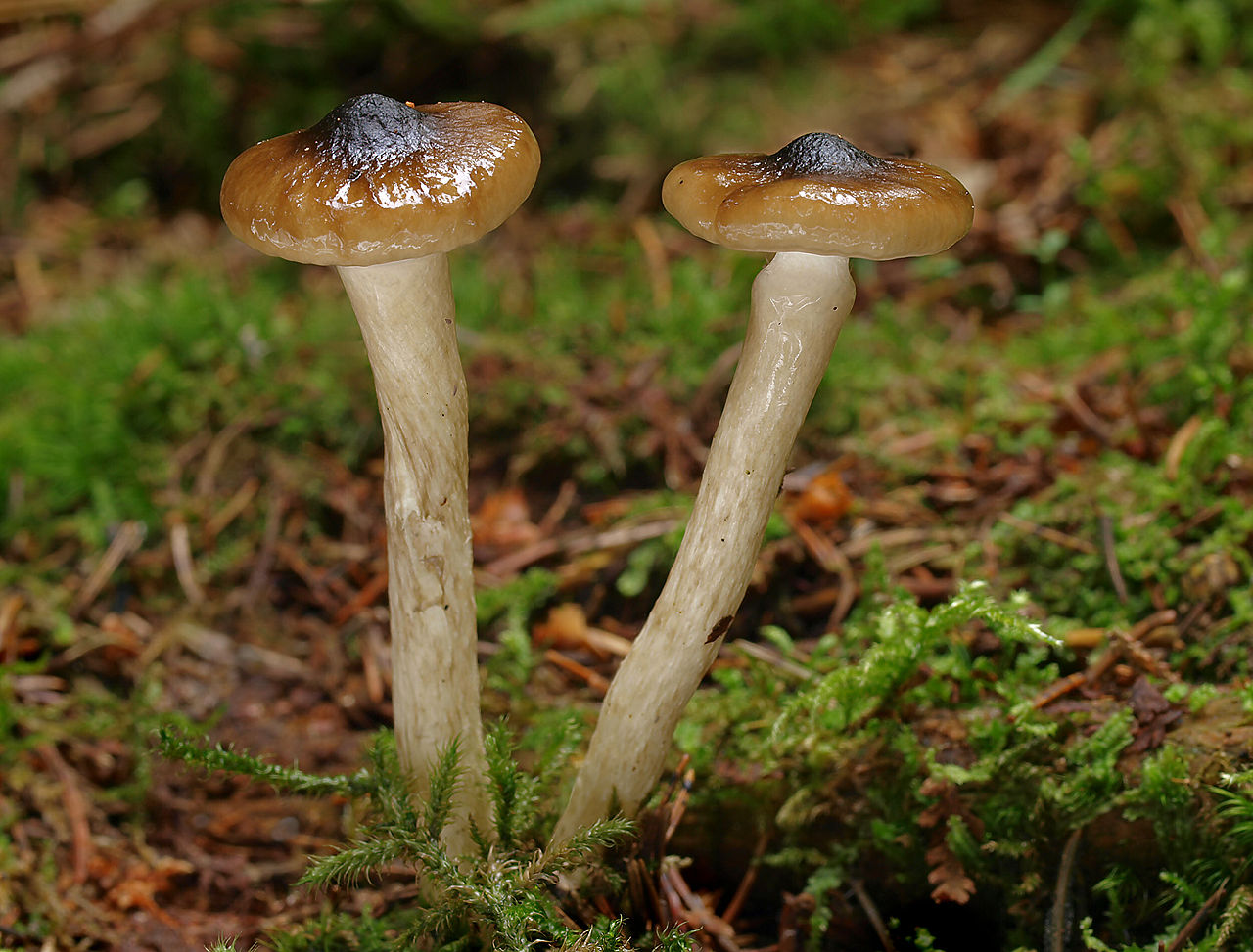 Гигрофор оливково-белый (Hygrophorus olivaceoalbus) - фото 2