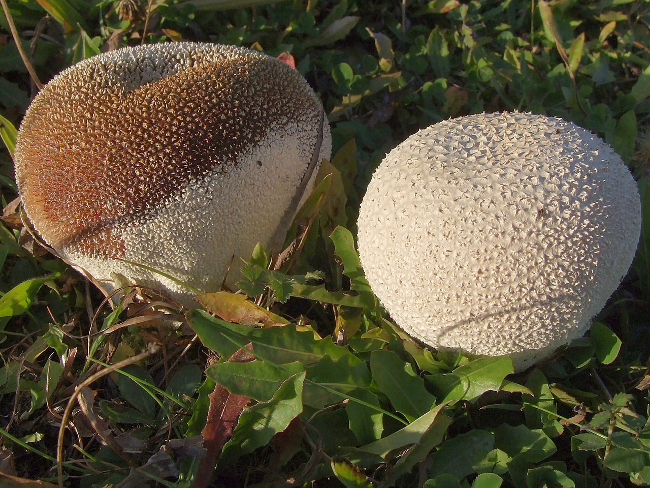 Головач круглый (мешковатый) (Calvatia utriformis) - фото 2