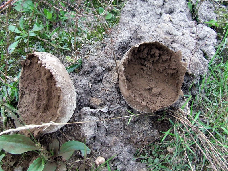 Головач круглый (мешковатый) (Calvatia utriformis) - фото 3