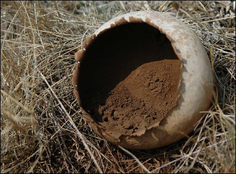 Головач круглый (мешковатый) (Calvatia utriformis) - фото 6