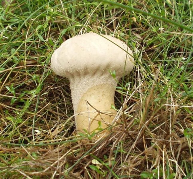 Головач продолговатый (Calvatia excipuliformis)