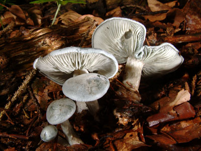 Говорушка анисовая (душистая) (Clitocybe odora) - фото 5