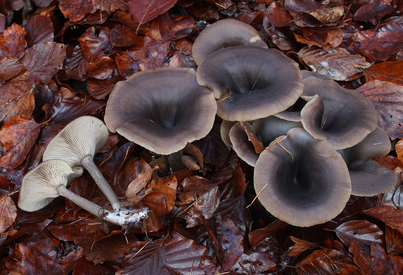 Говорушка бокаловидная (Pseudoclitocybe cyathiformis) - фото 2