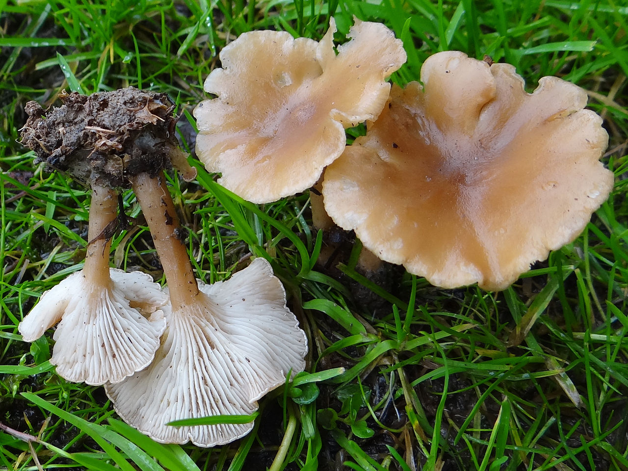 Говорушка ворончатая (Clitocybe gibba) - фото 4
