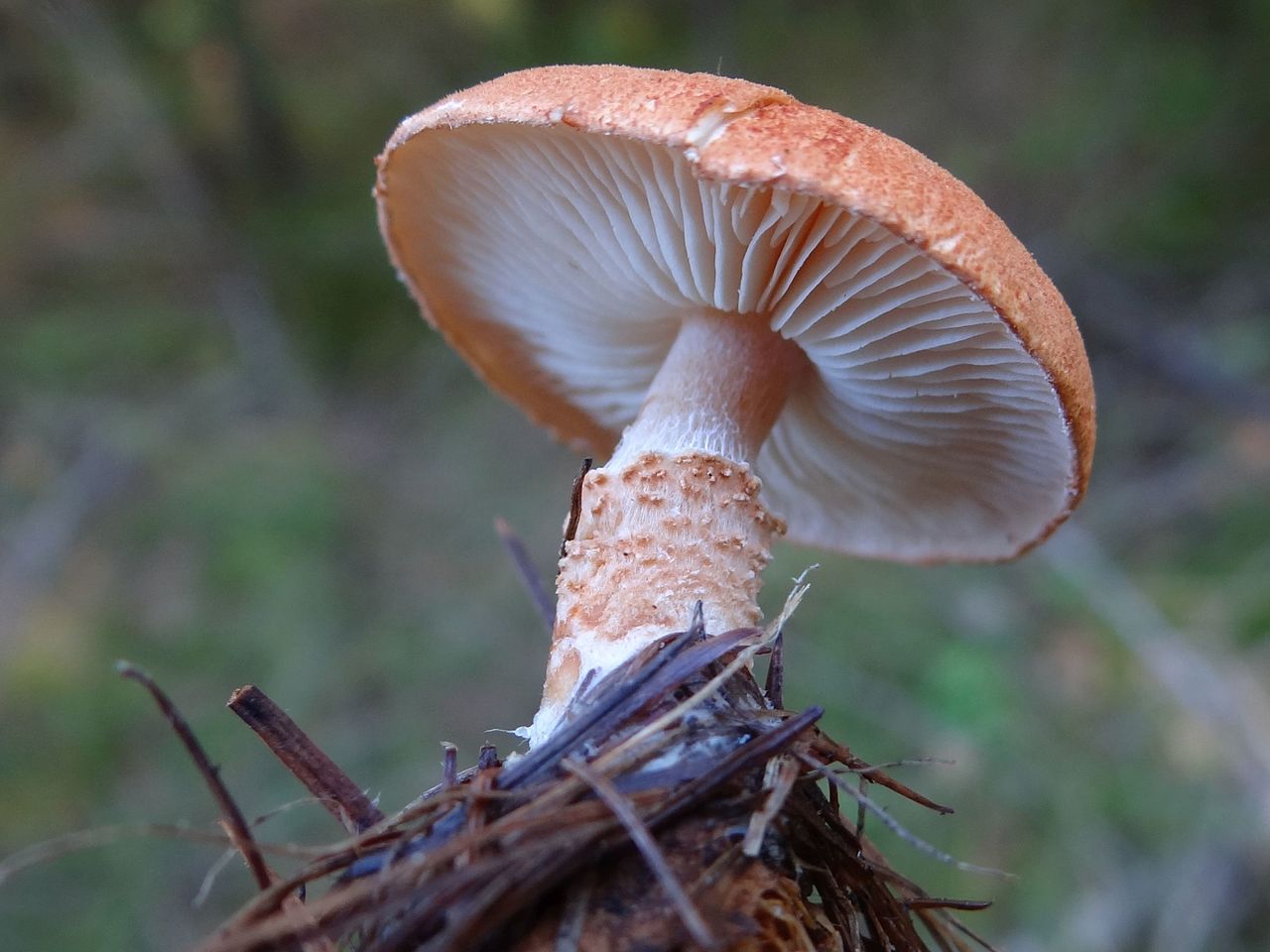 Гриб-зонтик красный (Cystodermella cinnabarina) - фото 2