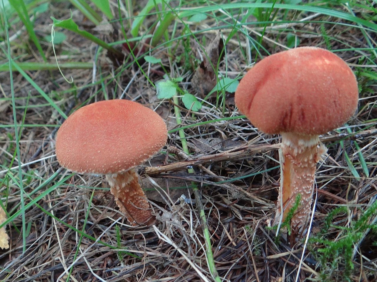 Гриб-зонтик красный (Cystodermella cinnabarina) - фото 4