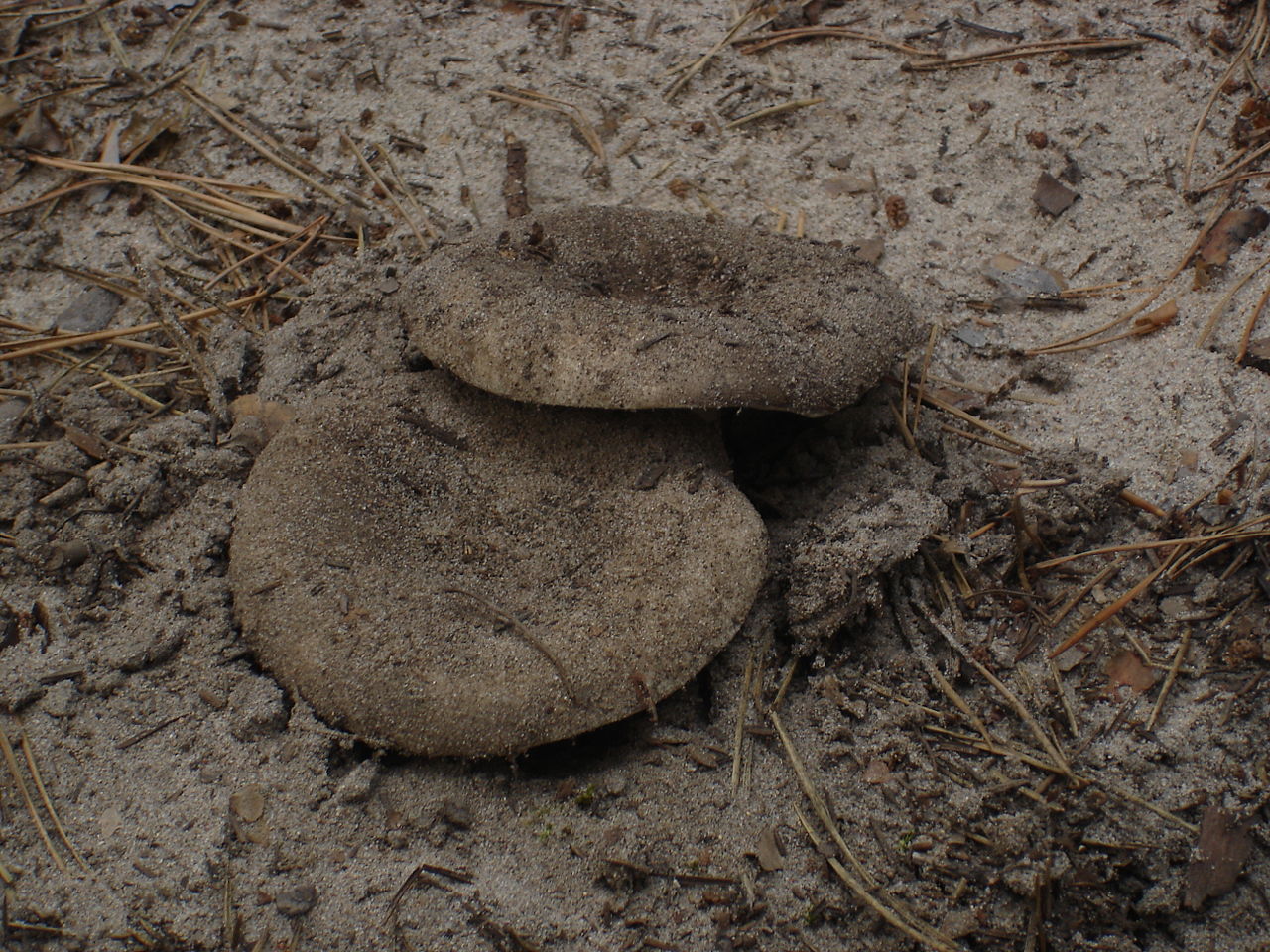 Груздь чёрный. Чернуха. Цыган (Lactarius necator) - фото 8