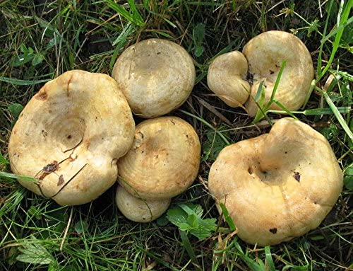 Груздь дубовый. Рыжик дубовый (Lactarius insulsus) - фото 2