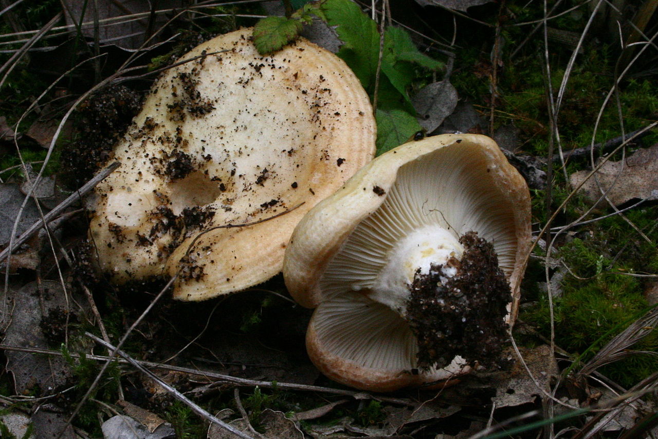 Груздь дубовый. Рыжик дубовый (Lactarius insulsus) - фото 3