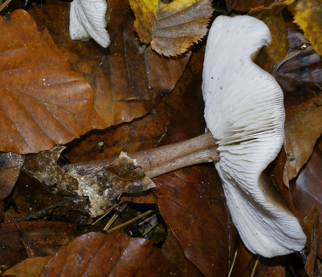 Коллибия каштановая. Денежка каштановая (Collybia butyracea) - фото 6