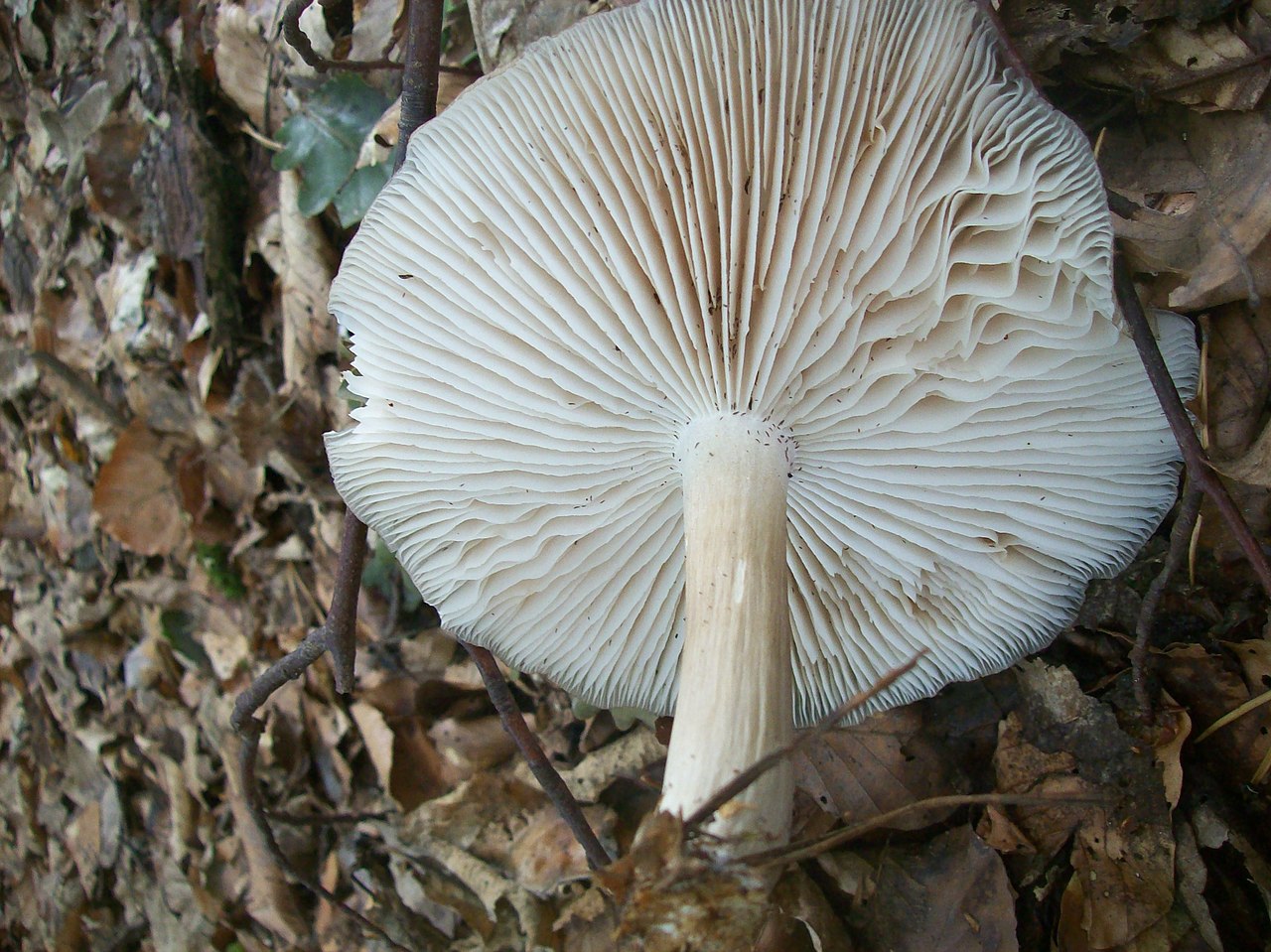 Коллибия широкопластинчатая (Megacollybia platyphylla) - фото 3